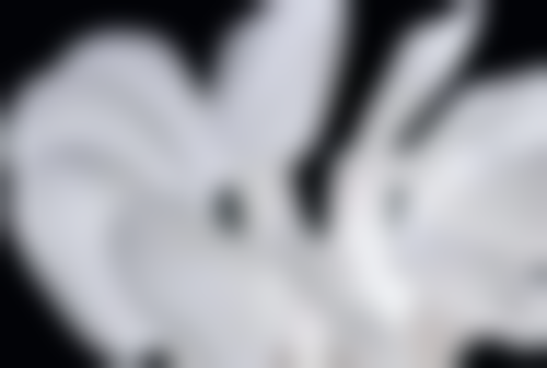 如何正确佩戴和护理保持器